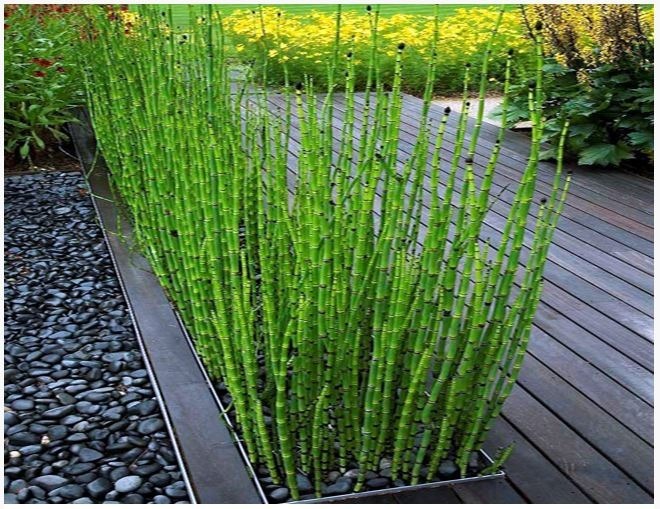 Horsetail properties and benefits 1