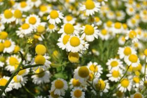 Properties of the chamomile and benefits 1