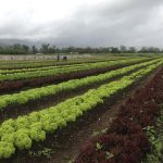 Beneficios de la agricultura sostenible