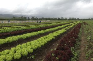 beneficios de la agricultura sostenible