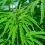 Beneficios del cannabis para la salud