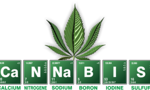 Beneficios del cannabis en la medicina