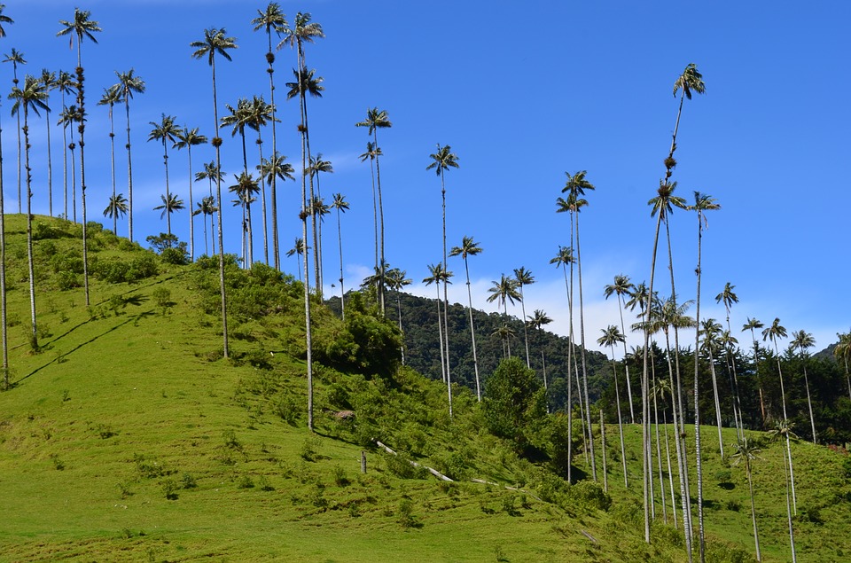 Benefits of traveling to the cocora valley 1